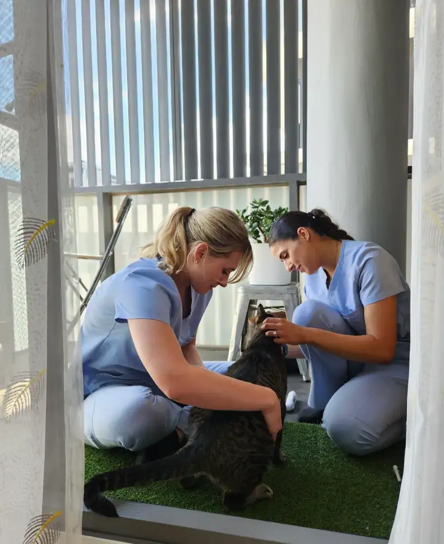 Two vets working calmly with a cat on a mat at home