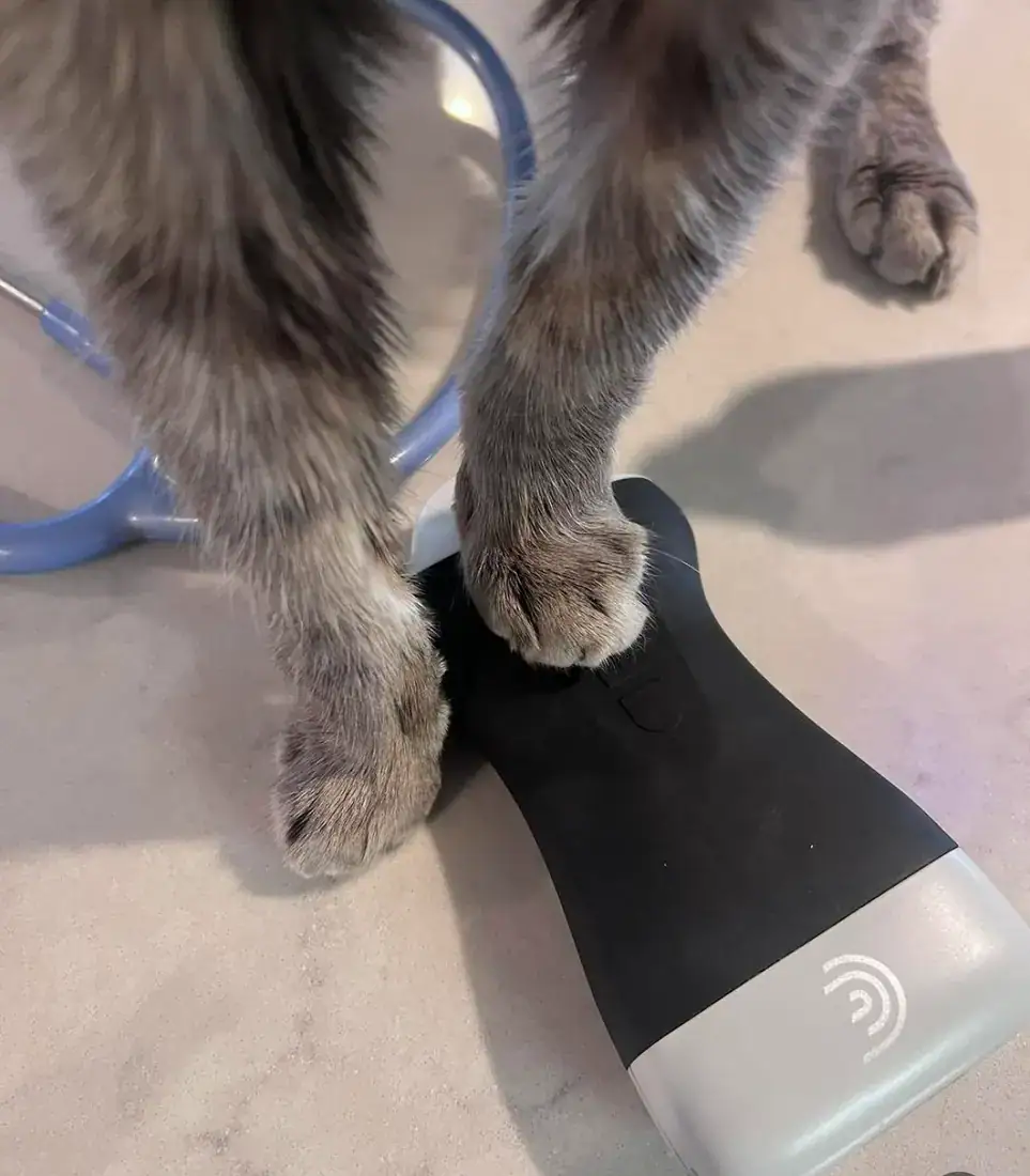 Cat standing on a pet weighing scale at home