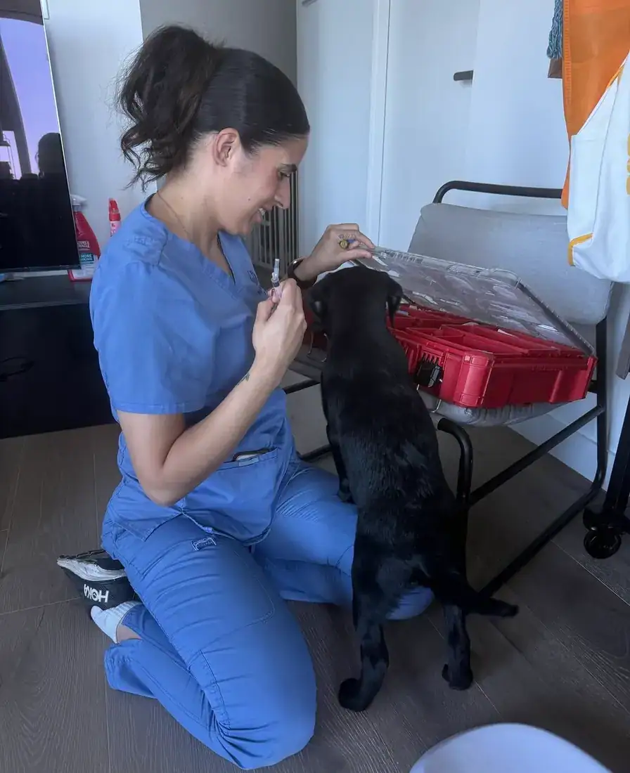 Vet examining a black dog at home with equipment laid out beside her