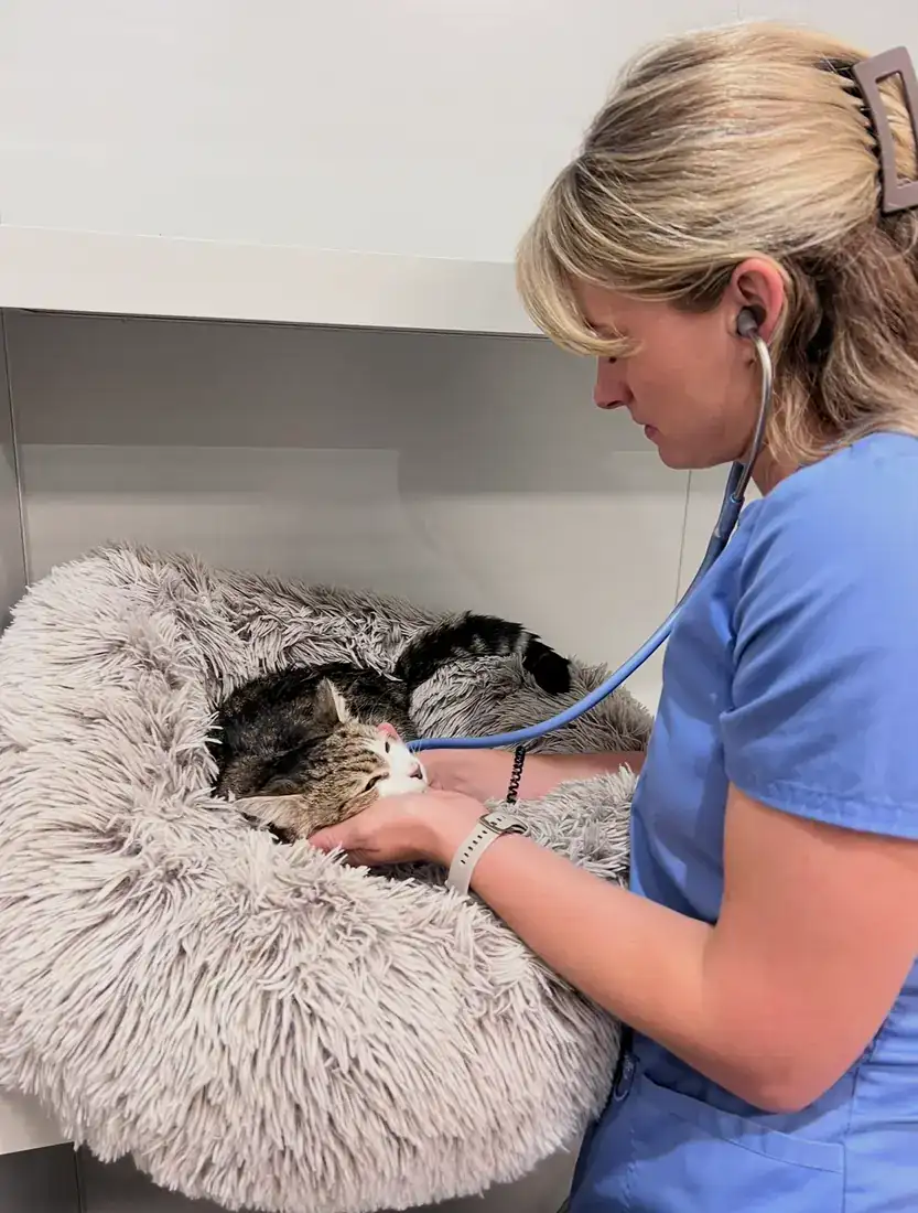 Two vets working calmly with a cat on a mat at home